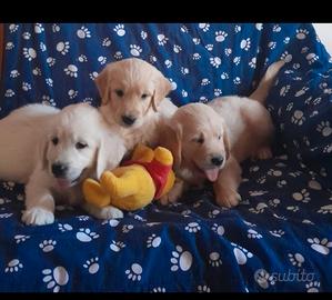 Cuccioli di golden retriever
