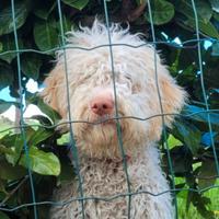 Lagotto romagnolo Tartufo