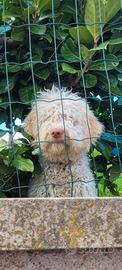 Lagotto romagnolo Tartufo