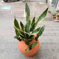 SANSEVIERIA  FUTURA  IN ORCIO  DI TERRACOTTA 