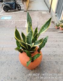 SANSEVIERIA  FUTURA  IN ORCIO  DI TERRACOTTA 