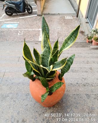 SANSEVIERIA  FUTURA  IN ORCIO  DI TERRACOTTA 