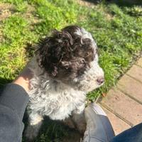 Lagotto romagnolo