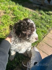 Lagotto romagnolo