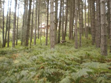 Terreno edificabile sila catanzarese