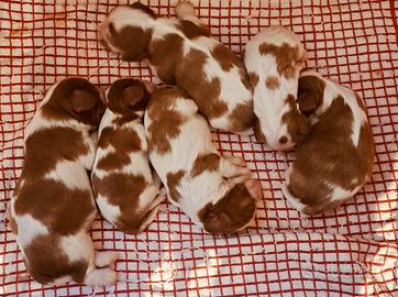 Cuccioli di cavalier king