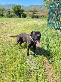 Cane corso