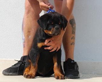 Rottweiler Cuccioli