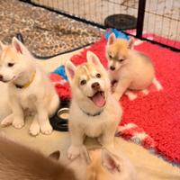 Cuccioli di Siberian Husky