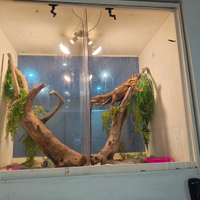 Iguana una blu ed una rossa