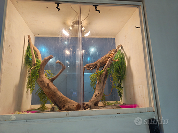 Iguana una blu ed una rossa