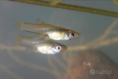 Pesci gambusia