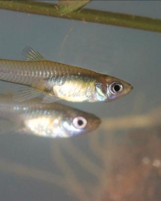 Pesci gambusia