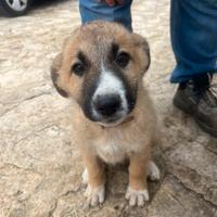 Cani meticciati pastore tedesco e maremmano