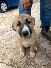 Cani meticciati pastore tedesco e maremmano