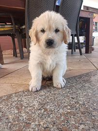 Cuccioli di Golden retriver con pedigree