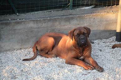 Dogue de Bordeaux