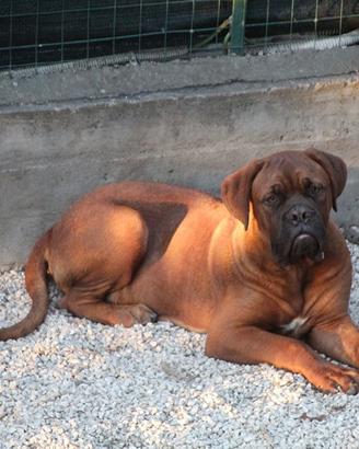 Dogue de Bordeaux