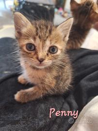 Penny e Bitter, gattine tigrate di tre mesi