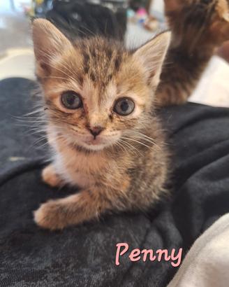 Penny e Bitter, gattine tigrate di tre mesi