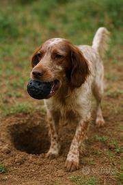 Tartufo da Addestramento per cani stampa 3D L