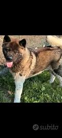 Akita americano