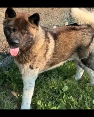 Akita americano