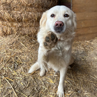 Pastore Abruzzese Maremmano
