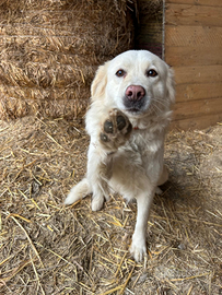 Pastore Abruzzese Maremmano