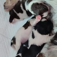 Cuccioli di Shitzu