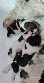 Cuccioli di Shitzu