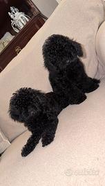 Cucciolo Barboncino toy