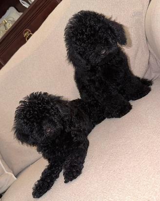 Cucciolo Barboncino toy