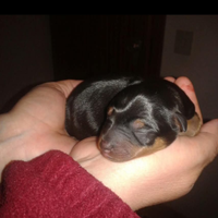 Cuccioli Pinscher nano con pedigree ENCI