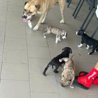 Cuccioli di ammstaff