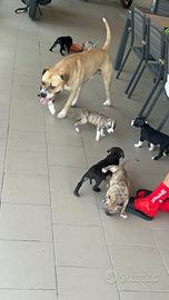 Cuccioli di ammstaff