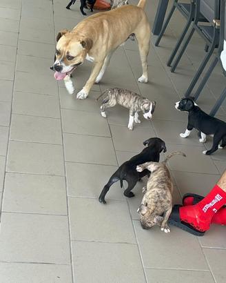 Cuccioli di ammstaff