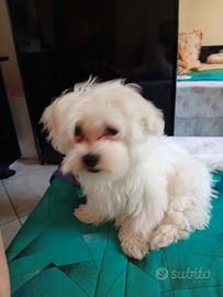 Maltese maschio