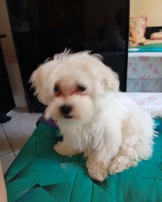 Maltese maschio