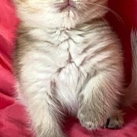 Cucciole di' British Shorthair