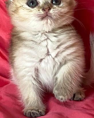 Cucciole di' British Shorthair