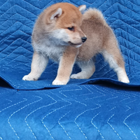 Shiba Inu