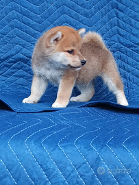 Shiba Inu