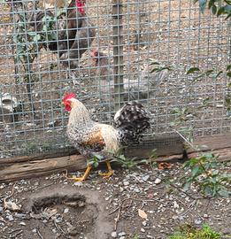 Gallo legbar