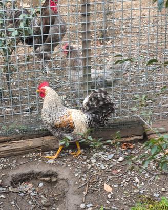 Gallo legbar