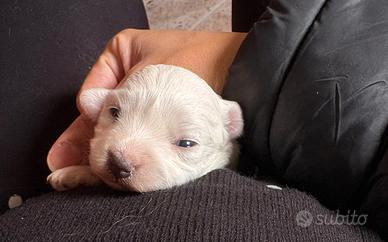 Cuccioli maltesini