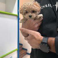 Maltipoo Crema mini toy barboncino maltese