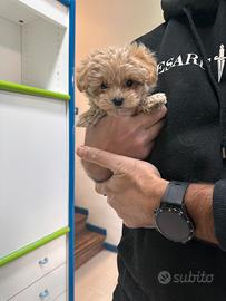 Maltipoo Crema mini toy barboncino maltese
