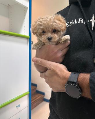 Maltipoo Crema mini toy barboncino maltese