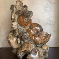 Ammonite  fossile 46x30. 25kg